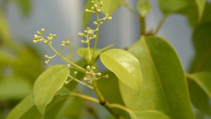 木糖醇的损害和优点